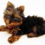 Dog nutrition