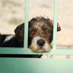 How to Heal and Prevent Dogs Arthritis Naturally