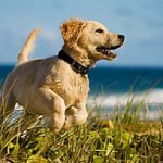HealthyDogForLife puppies