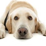 The Diabetic Dog Food That Heals Permanently and Extends Life