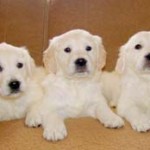 HealthyDogForLife puppies