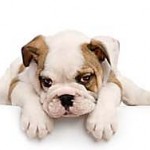 english Bulldog puppy