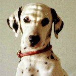 Dog Food Reviews – One Big Mistake to Avoid