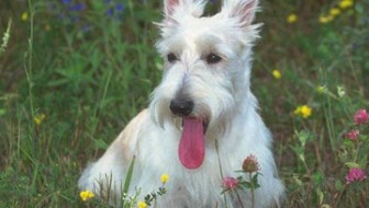 Diet for Dog With Cancer – The Real Story You Don’t Get Told