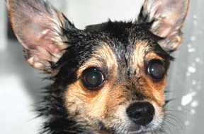 How to Save Big Money with Homemade Dog Food and Be Healthier