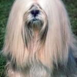 The Best Dog Food for Hip Dysplasia Symptoms
