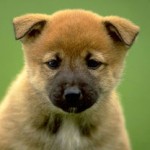 The Best Puppy Dog Food in the World is?
