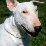 Dog Food Additives Cause Dog Urine to Burn Grass