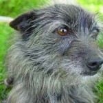 Pancreatitis in Dogs-The Natural Dog Food for Pancreatitis