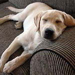 Homemade dog food diet