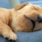 Making Dog Food – How Natures Enzymes Create True Dog Health