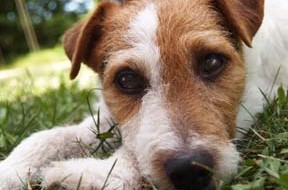 The Dog Cancer Diet That Really Works – With Proof