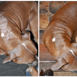 Before and after photo of dog using Dan Scott's Real Food for Dogs book