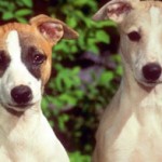 GMO Dog Food – Fast “Dog” Food Goes Frankenstein