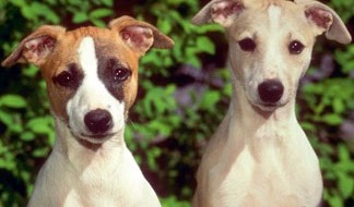 GMO Dog Food – Fast “Dog” Food Goes Frankenstein