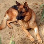 What is the Best Dog Food-The Truth about Meat in Dog Food?
