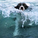 Dog Arthritis – You’ve Been Conned Folks