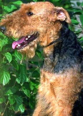 how to make your own raw dog food