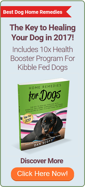 Dog Cancer Diet Recipes