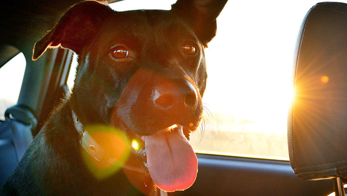 17 Reasons Your Dog Needs Turmeric