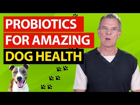 12 Health Benefits of Probiotics For Dogs (And 3 BEST Probiotics)