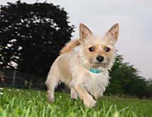 Chihuahua Yorkie mix in the park