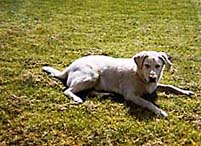 Labrador lying on the grass