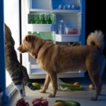 Raw dog food diet recipes