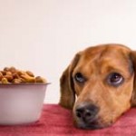 A daschund looks up from his bowl of kibble in hope of real food