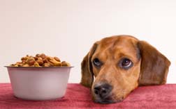A daschund looks up from his bowl of kibble in hope of real food