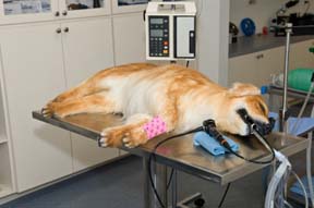 Dog under operation in vet clinic