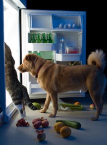 Canine arthritis means fresh food is needed to heal and alleviate