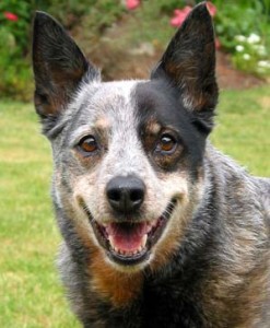 australian-cattle-dog