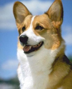 corgy