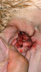 Dog Ear Infection Symptoms