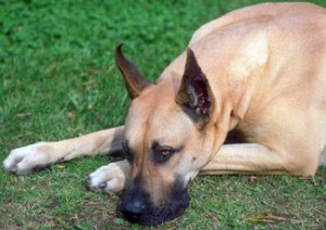 Is Your Dog Licking Its Paws or Hot Spots Excessively?