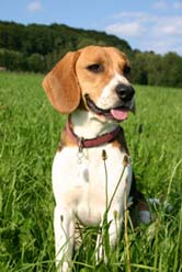 Beagle sitting in field