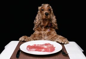 dog sitting at the table with steak dinner