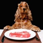 Dogs uncooked food diet