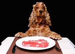 Spaniel eats his raw food diet