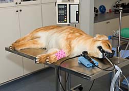 dog operation at the vet