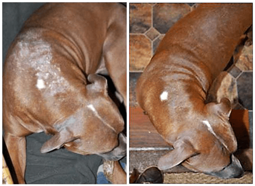 Before and after photo of dog using Dan Scott's Real Food for Dogs book