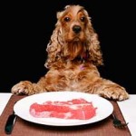 Diet for a dog with cancer 