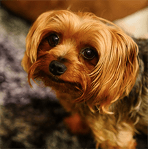 Yorkshire terrier