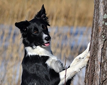 Border Collie