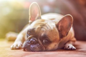 French Bulldog lying on veranda