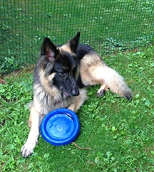 German Shepherd