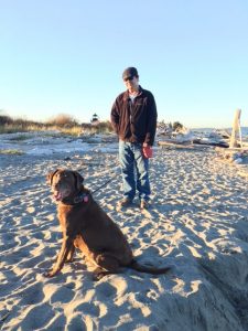 Chocolate lab on the beach