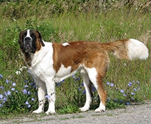 St Bernard