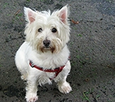 West Highland Terrier